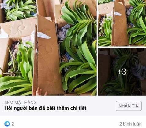 1 Livestream Mua Ban Lan Gan 265 Ty Dong Nhung Chua Dang Ky Thue