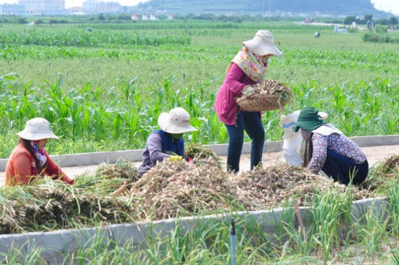 2 Huyen Ly Son Khong Con Chinh Sach Hai Dao Sau Khi Giai The Chinh Quyen Cap Xa