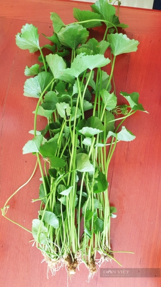 6 Nguoi Dau Tien O Viet Nam Trong Rau Ma Thuy Canh Lieu Nen An 40 Trieu Dongthang
