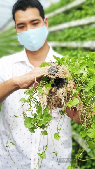9 Nguoi Dau Tien O Viet Nam Trong Rau Ma Thuy Canh Lieu Nen An 40 Trieu Dongthang