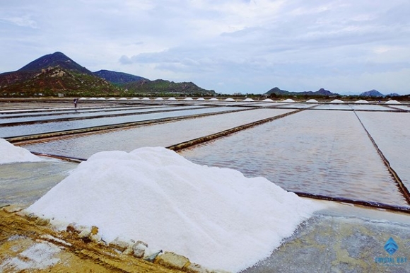 4 Ngo Ngang Voi Ve Dep Trang Le Cua Nhung Canh Dong Muoi O Ninh Thuan