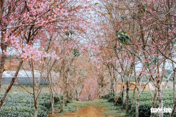 2 Mai Anh Dao Da No Khap Da Lat