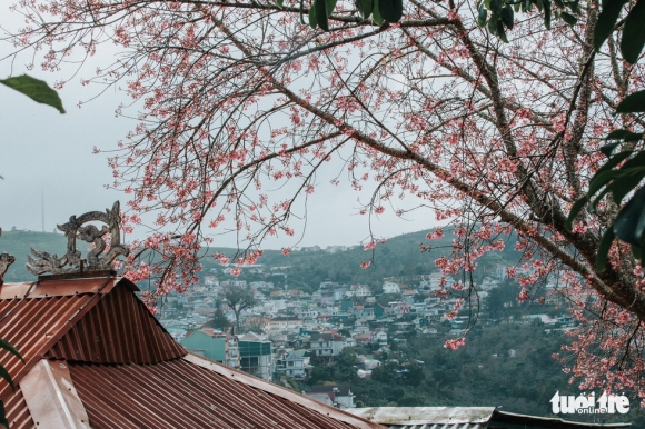 5 Mai Anh Dao Da No Khap Da Lat