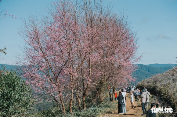 6 Mai Anh Dao Da No Khap Da Lat