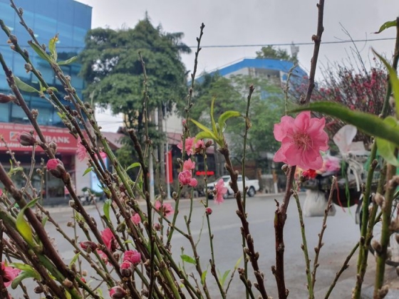 11 Dao Man Rung Xuong Pho Ha Noi Voi Gia Ban Tien Trieu