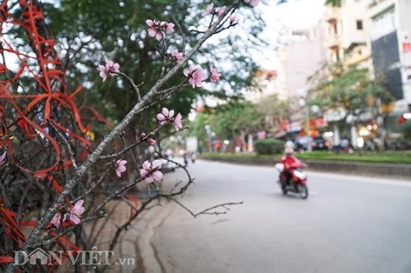 1 Dao Man Rung Xuong Pho Ha Noi Voi Gia Ban Tien Trieu