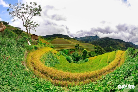 1 Ruong Bac Thang Mu Cang Chai Chinh Thuc Tro Thanh Di Tich Quoc Gia Dac Biet