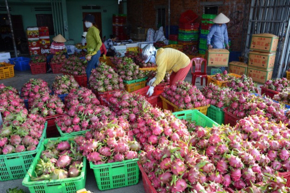 1 300000 Tan Thanh Long Can Tieu Thu Van Dong Thuong Nhan Trung Quoc Thu Mua