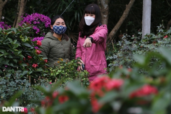 4 Hoa Tet Tran Ngap Cac Nha Vuon O Nghe An Nhung Vang Khach Mua Hang