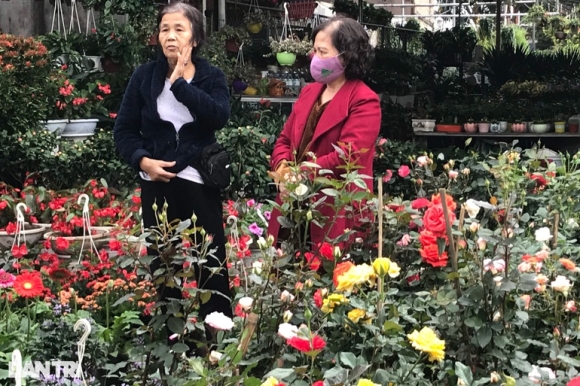 5 Hoa Tet Tran Ngap Cac Nha Vuon O Nghe An Nhung Vang Khach Mua Hang