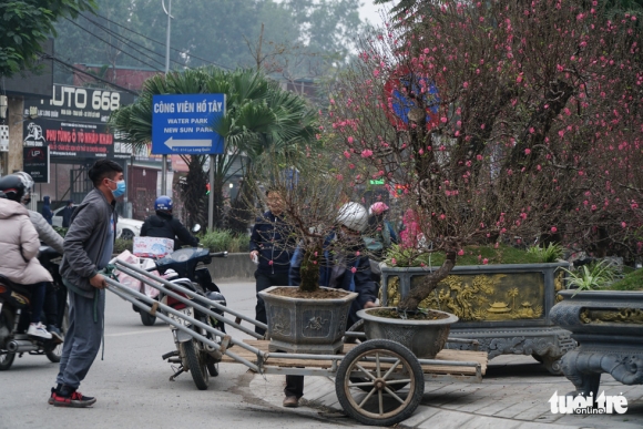 3 Dao Hoa Da Ngap Pho Ha Noi 10 Nguoi Ban 1 Nguoi Mua