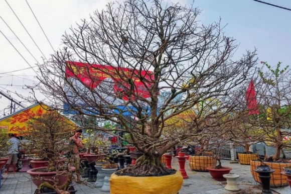 1 Noi Nhat Mien Tay Cay Mai 100 Tuoi Cao Hon 5m Het Gia 7 Ty Dong