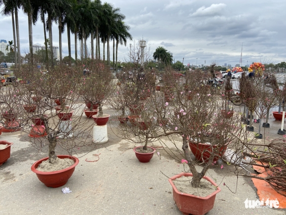 2 Chieu Cuoi Cung Nam Tan Suu Cac Diem Ban Dao Quat Lan O Ha Noi E Khach Hoa Bo Dat Hang