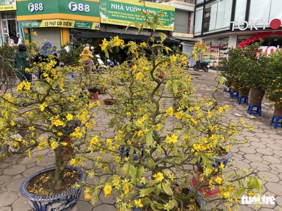 4 Chieu Cuoi Cung Nam Tan Suu Cac Diem Ban Dao Quat Lan O Ha Noi E Khach Hoa Bo Dat Hang