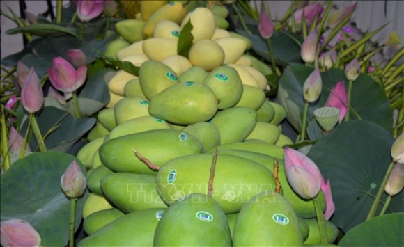 4 Dong Thap Cong Bo Xuat Khau Lo Xoai Dau Nam Sang Chau Au