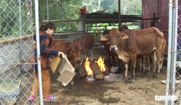 2 Trau Bo O Nghe An Chet Ret Hang Loat