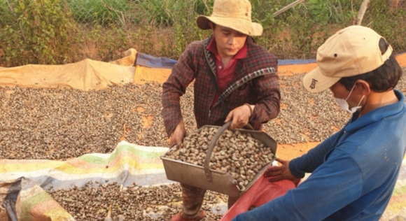 1 Vu Xuat Khau Dieu Sang Y Co Nguy Co Bi Lua Dao 36 Container Da Mat Quyen Kiem Soat