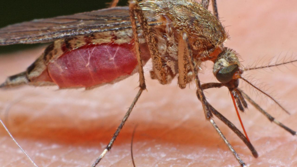 1 Australia Phai Mua Them Vaccine De Chong Viem Nao Nhat Ban