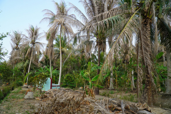 2 Sau Dau Den Hai Dua Tai Ben Tre Ngay Cang Phuc Tap