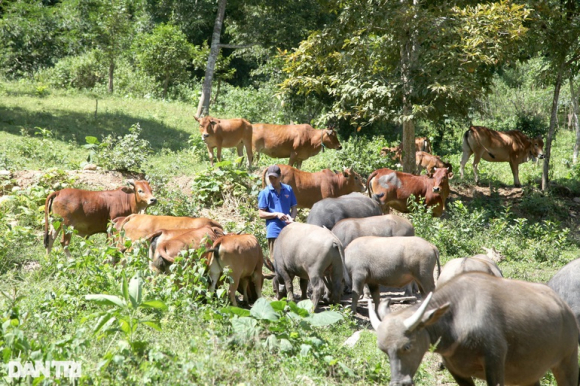 1 Nghe An Can Hon 2000 Ty Dong Cho Giam Ngheo Ben Vung