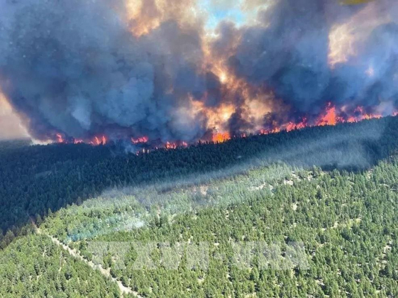 1 Canada Tang Cac Bien Phap Doi Pho Voi Chay Rung