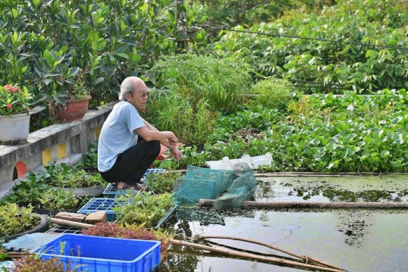 2 Cu Ong 87 Tuoi Chiu Choi Mang Ca Cai Ao Dat Tren Mai Nha Roi Trong Rau Nuoi Ca Nhieu Nguoi Noi Toi Lieu Linh