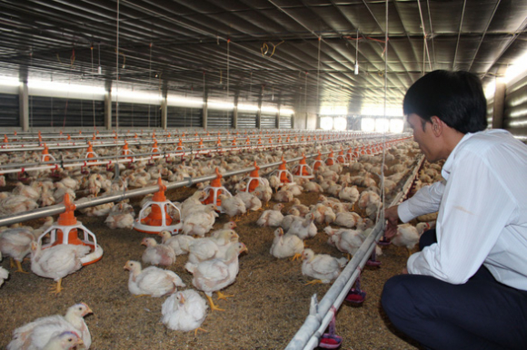 1 Singapore Thieu Thit Ga Doanh Nghiep Viet Nam Co De Tranh Thu Co Hoi