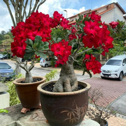 2 Nguoi Gia Khuyen 5 Cay Canh Nay Du Lon Den Dau Cung Nen Trong Trong Chau Nho