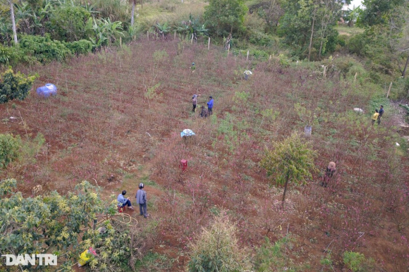1 Doi Vo Chong Nong Dan Uom Mam Giong Dao Bac Tren Cao Nguyen