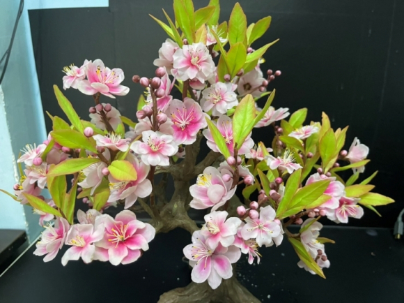 1 Khach Viet Dua Nhau Mua Cay Bonsai La Gia Hang Trieu Dong Co Den Dau Het Den Do
