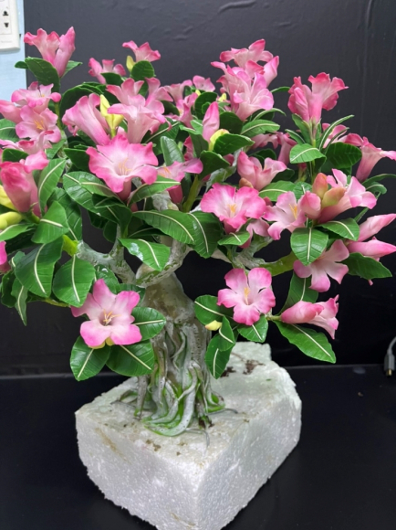 2 Khach Viet Dua Nhau Mua Cay Bonsai La Gia Hang Trieu Dong Co Den Dau Het Den Do