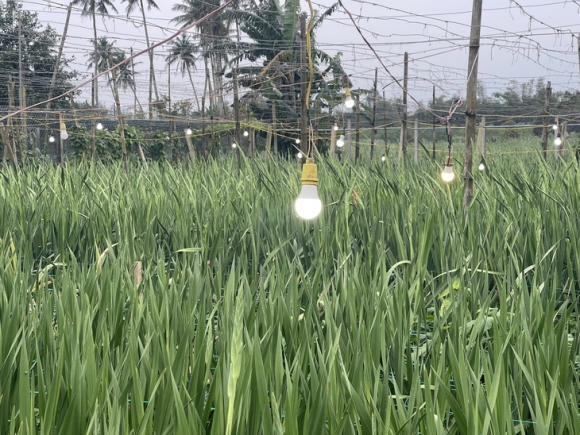 2 Vua Lay On Lon Nhat Nhi Mien Trung Khong No Nguoi Trong Hoa Mat Tet