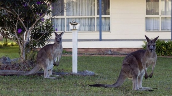 1 Ly Do Khien Australia Phai Loai Hang Trieu Con Chuot Tui Moi Nam