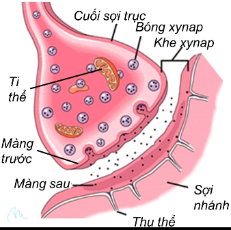 4 Bi An Ve Ky Uc Vi Sao Nao Nguoi Bi Xoa Ky Uc Truoc 3 Tuoi Lam Sao Khoi Phuc Lai Tri Nho