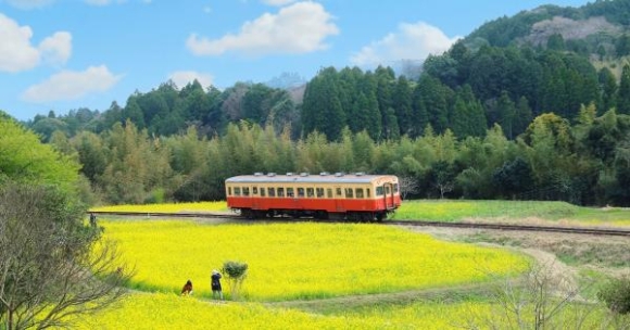 1 Dep Me Hon Canh Dong Hoa Cai Vang Ruc Ro O Ngoai O Nuoc Duc