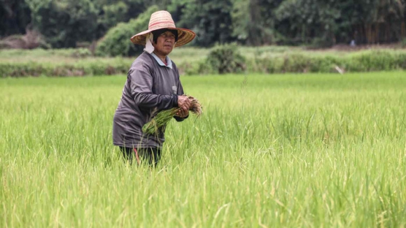 1 Thi Truong Gao Thai Lan Hon Loan Vi An Do Cam Xuat Khau