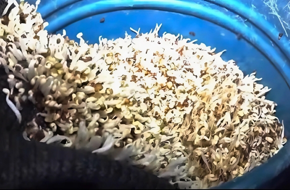 2 Loi Khai Cua Nhom San Xuat Hang Nghin Tan Gia Do Ngam Chat Cam