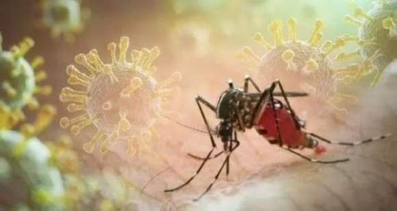 2 Chikungunya Co Dau Hieu Bung Phat Manh Loat Quoc Gia Gui Canh Bao Toi Nguoi Dan