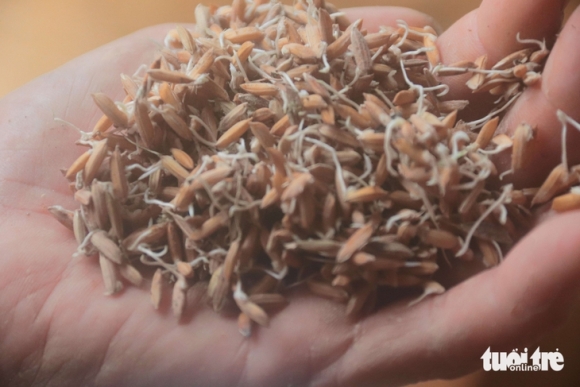 6 Nhieu Ho Kinh Doanh Lua Gao O Da Nang Khoc Rong