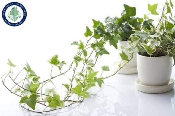 3 7 Loai Cay Trong Nha Giup Thanh Loc Khong Khi Ngan Nam Moc Gay Hai Suc Khoe