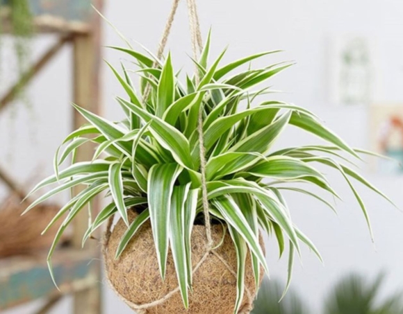 5 7 Loai Cay Trong Nha Giup Thanh Loc Khong Khi Ngan Nam Moc Gay Hai Suc Khoe