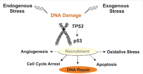 2 Dieu Tra Be Boi Ban Tinh Trung Mang Gene Dot Bien Gay Ung Thu Tren Khap Chau Au
