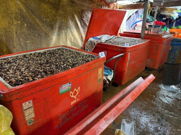 3 Bat Qua Tang Co So Ngam Oc Buou Voi Thuy Tinh Long Da Tieu Thu Hang Ngan Tan