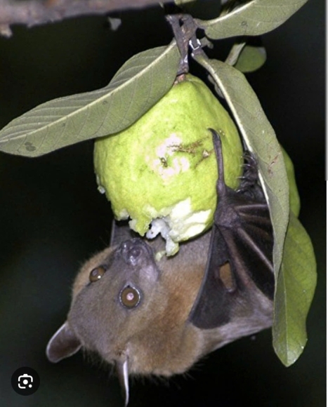 1 Virus Nipah Co That Su Dang So