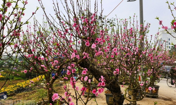 1 Dao No Tham Pho Phuong Tieu Thuong Danh Phai Chat Bo Cay Khong Kip Vao Tet