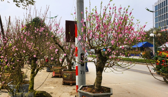 2 Dao No Tham Pho Phuong Tieu Thuong Danh Phai Chat Bo Cay Khong Kip Vao Tet