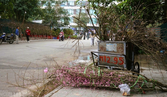 4 Dao No Tham Pho Phuong Tieu Thuong Danh Phai Chat Bo Cay Khong Kip Vao Tet