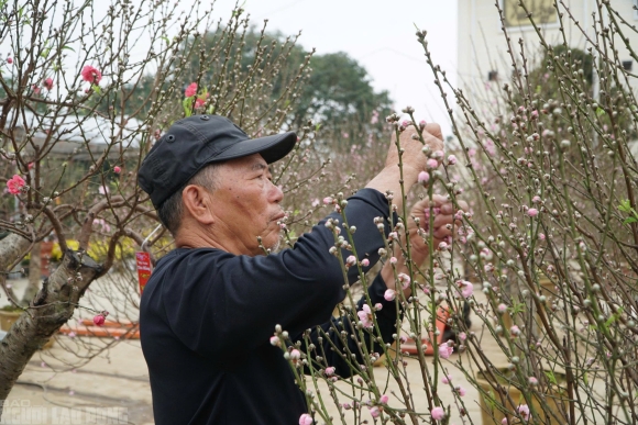 5 Dao No Tham Pho Phuong Tieu Thuong Danh Phai Chat Bo Cay Khong Kip Vao Tet