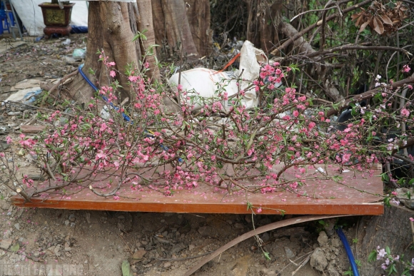 6 Dao No Tham Pho Phuong Tieu Thuong Danh Phai Chat Bo Cay Khong Kip Vao Tet