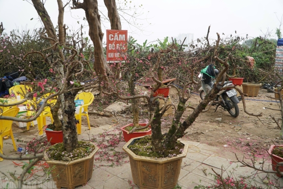 7 Dao No Tham Pho Phuong Tieu Thuong Danh Phai Chat Bo Cay Khong Kip Vao Tet